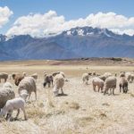 加拿大28娱乐平台:如何选择最安全可靠的在线游戏平台 z47wkj